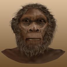 Image of Homo rudolfensis face illustration, front view